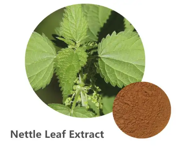 Nettle Extract Powder Wholesale Guide for Global Buyers